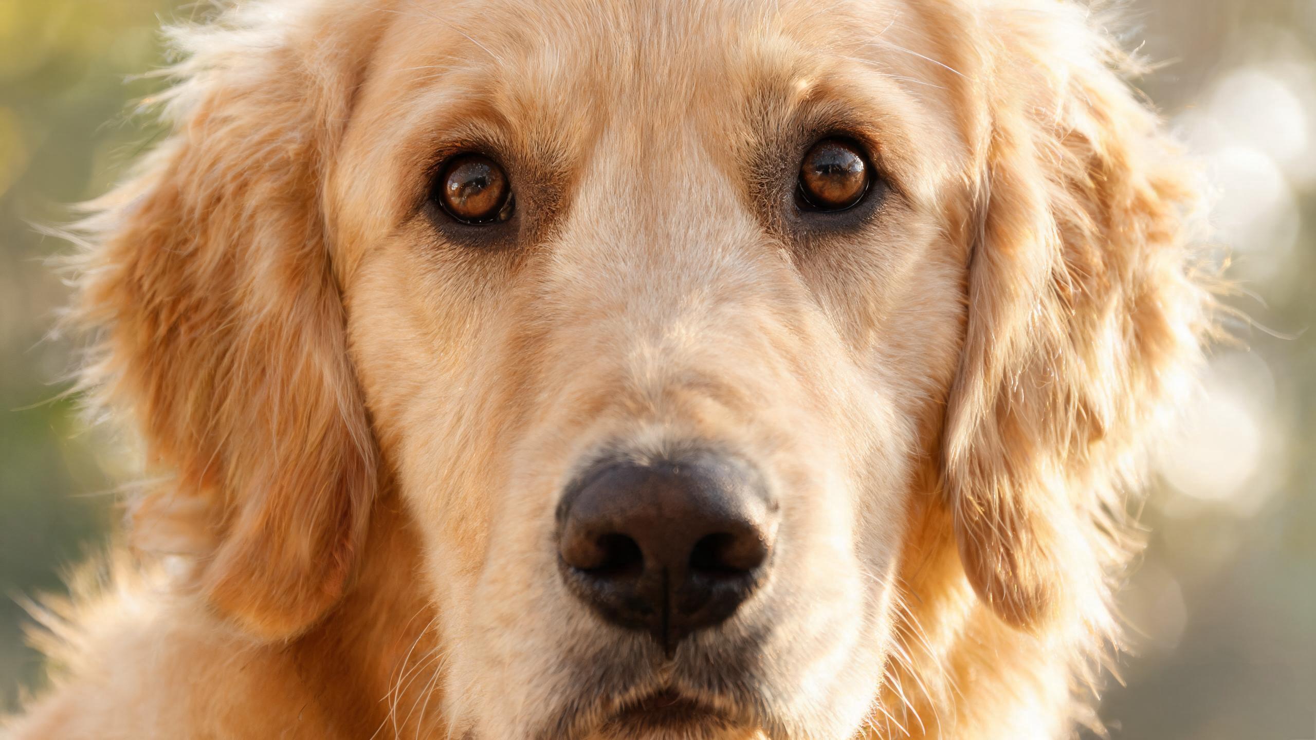 MORVEN puppy formula